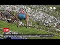 Новини світу: у швейцарських Альпах з десяток корів довелось спускати з гір гвинтокрилом