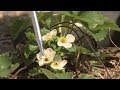 Frozen Strawberry Blooms – This Week in the Garden Frozen Strawberry Blooms – This Week in the Garden
