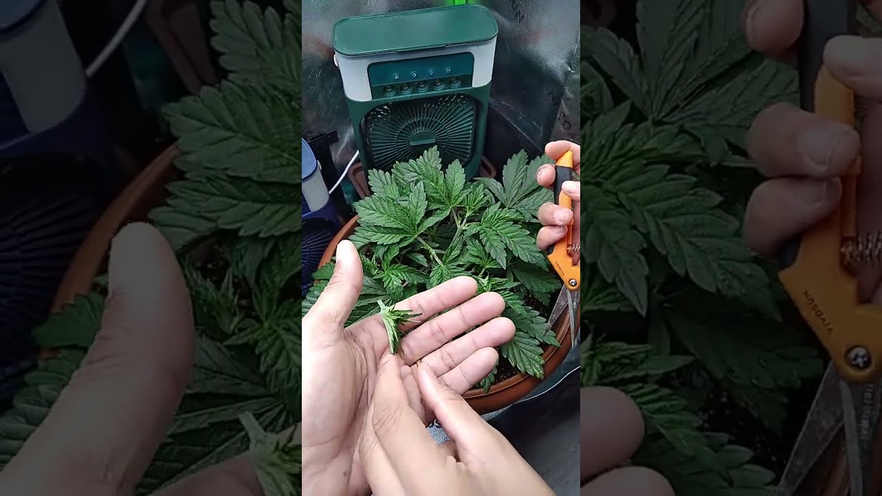 APRENDA A FAZER A SEGUNDA PODA TOP