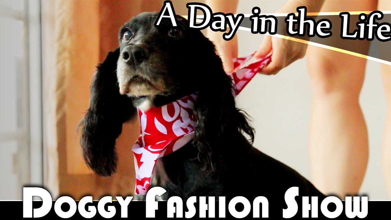 DOGGY FASHION SHOW - LIVING IN THAILAND DAILY VLOG (ADITL EP241)