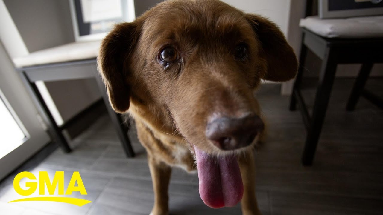 World’s oldest dog dies at 31 l GMA