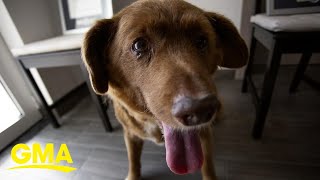 World’s oldest dog dies at 31 l GMA