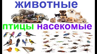 Russian for beginners: names of animals, birds and insects. screenshot 3