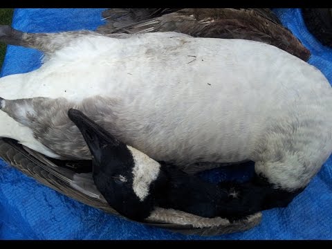 How To Prepare And Cook A Canada Goose. TheScottReaProject.