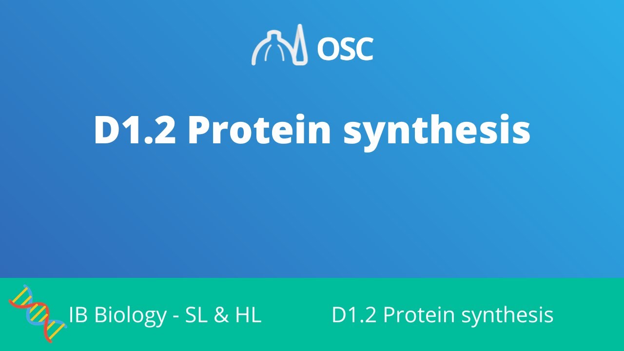 ⁣D1.2 Protein Synthesis [IB Biology SL/HL]
