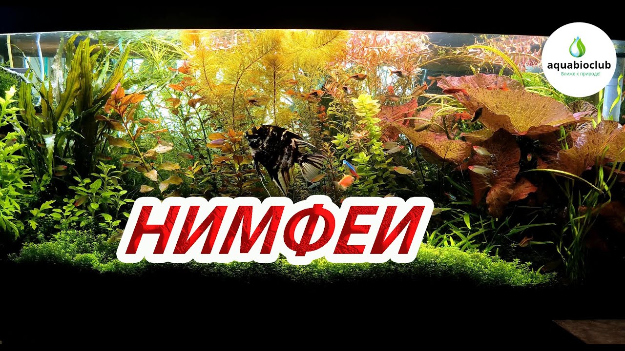 Нимфеи в аквариуме.
