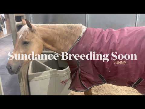 Sundance Breeding Soon