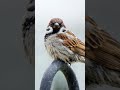चहचहाना chirp 🥰#education #sparrow #birdsname #chirpingsounds #verb #grammar