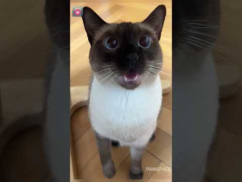 Cute cats meowing #cat #kitten