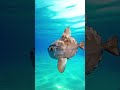 Гигантская рыба… с мозгом в несколько граммов?! #РыбаЛуна #MolaMola #ПодводныйМир #Шортс