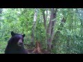 Mamma Bear with Cubs