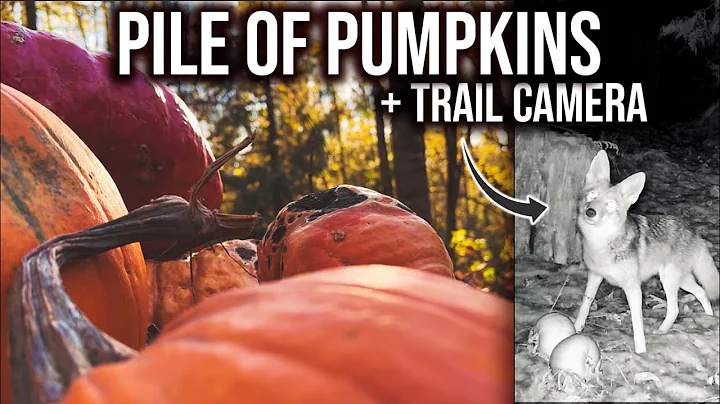 WE PILED PUMPKINS IN THE WOODS + RECORDED WHAT HAP...