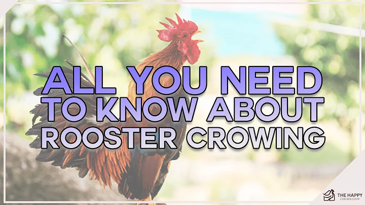 ROOSTER CROWING, WHYYY. No seriously watch to find out why they do it and more... - DayDayNews