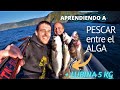 APRENDIENDO a PESCAR entre el ALGA  +  LUBINA 5 KG