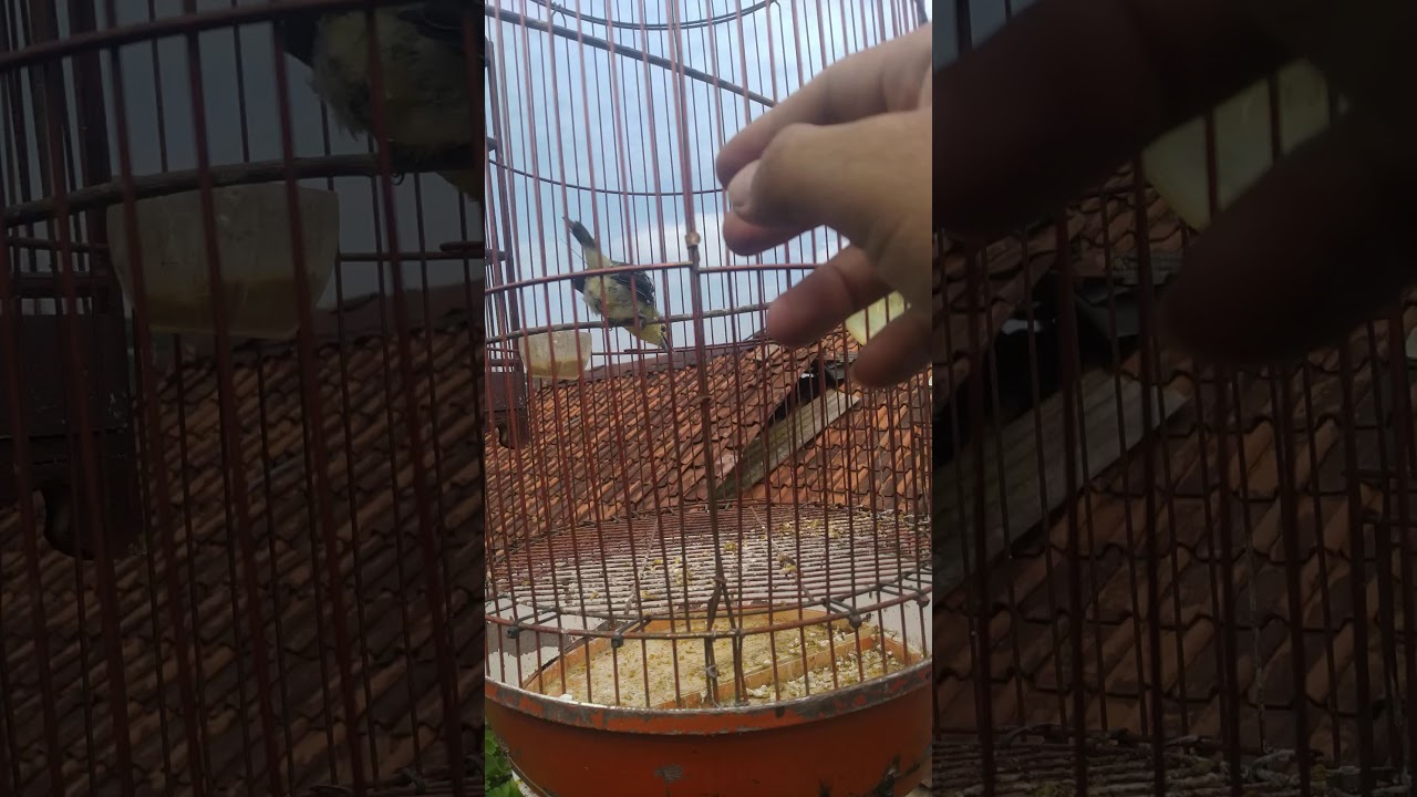 Pancingan burung sirtu/ cipeuw/citu 