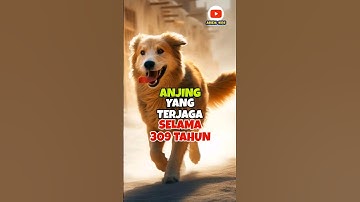 Tujuh pemuda dan seekor anjing#shorts #youtubeshorts #shortvideo #islam