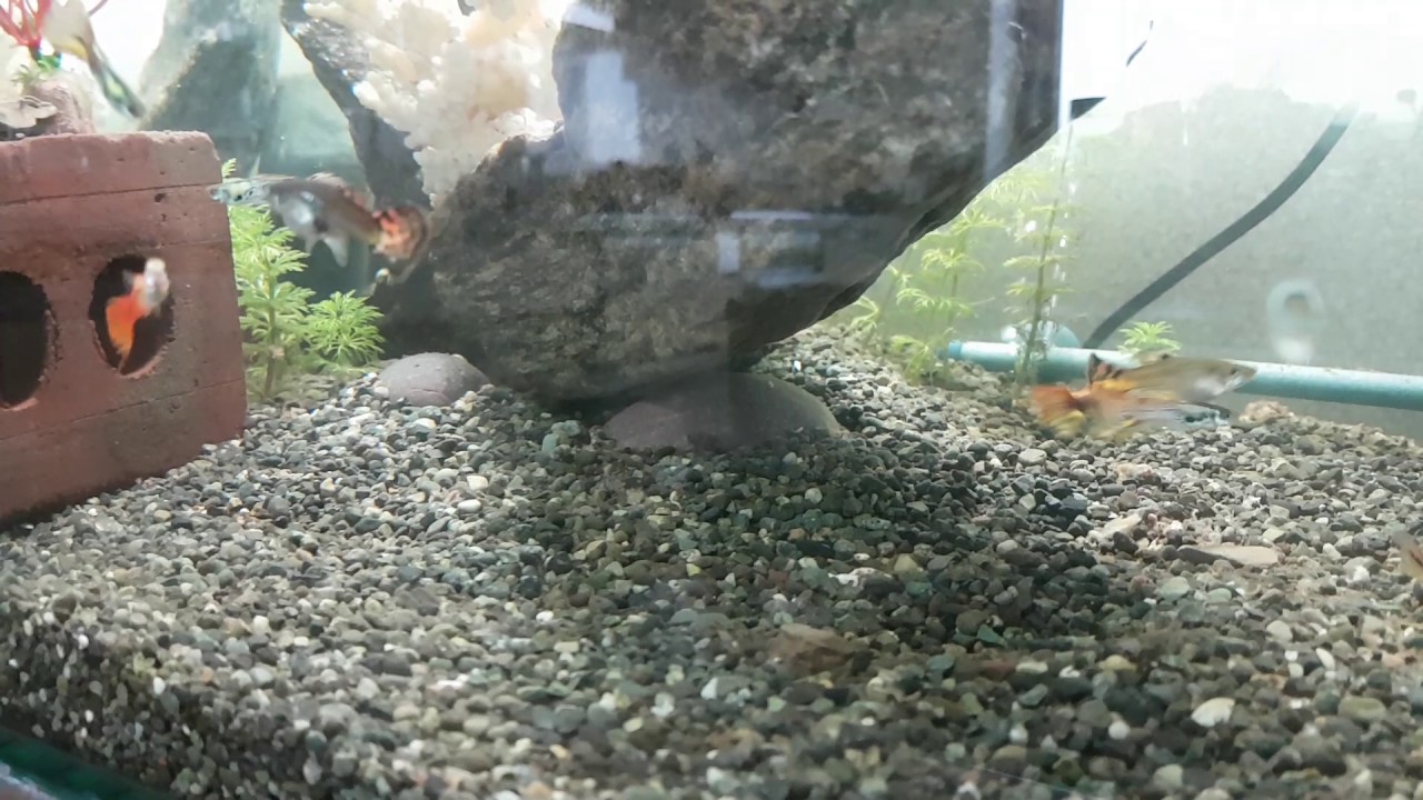 Guppies and turtles living together in peace YouTube