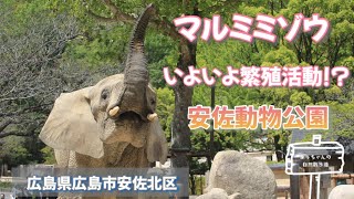 【安佐動物公園】マルミミゾウ　いよいよ繁殖活動へ！？