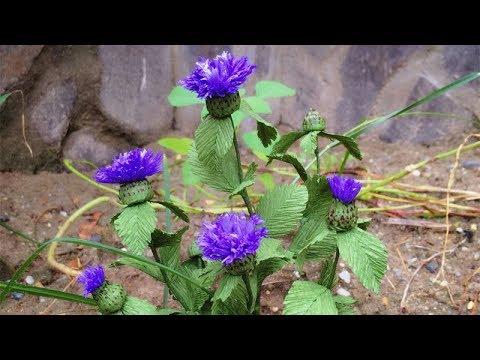 Video: Bunga hymenocallis dalaman: penjagaan di rumah