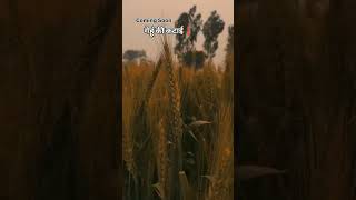 comming__soon__cutting__gehu__like#share#viral#post#viral#video#spourt #pls#gys#like#me#sabscribe #😜