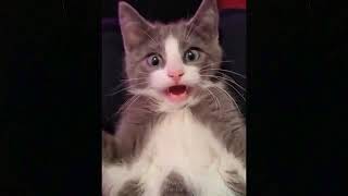 OMG So Cute Cats Best Funny Cat Videos 2021 Pets Garden - Pet Lover Like You screenshot 3