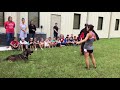 Dog protects woman from attacker in front of kids Dog protects woman from attacker in front of kids