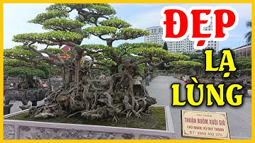 🌳 TOÀN CẢNH Triển Lãm Cây Cảnh Bắc Ninh 2022