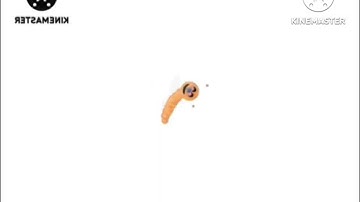 google translate hates the g major 16