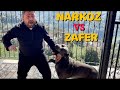 CANE CORSO NARKOZ ZAFER’İ KAFESE GİRDİĞİNE PİŞMAN ETTİ ..!