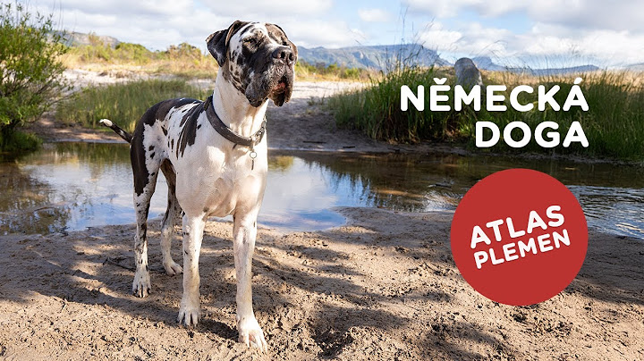 🐶 Chcete s námi poznat německou dogu? Další atlas plemen je tu...