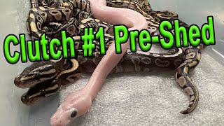 Celebrity Clutch 1 Pre-Shed Update (Ball Python) Net Worth