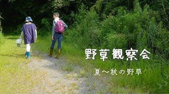 植物図鑑 Youtube