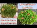 کاشت سبزه گندم ماش و عدس برای نوروز How To Grow Wheat Mung Bean Lentil Sabzeh For Nowruz کاشت سبزه گندم ماش و عدس برای نوروز How To Grow Wheat Mung Bean Lentil Sabzeh For Nowruz