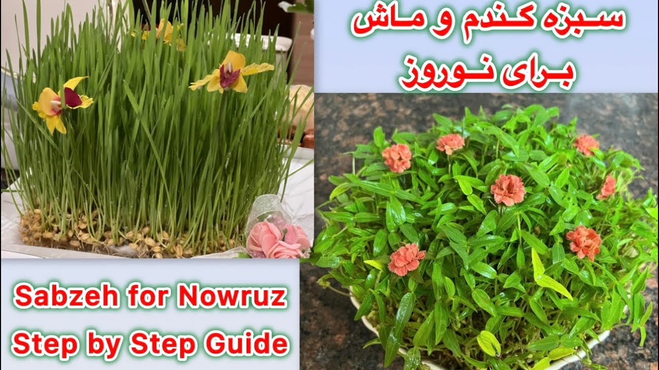 کاشت سبزه گندم، ماش و عدس برای نوروز /How to Grow Wheat,Mung Bean & Lentil Sabzeh for Nowruz 