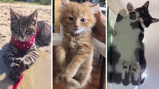 Trending Funniest Cats and Cutest Kittens 😹😺🐱😻 by The Cat's Pajamas 31 views 5 months ago 9 minutes, 42 seconds