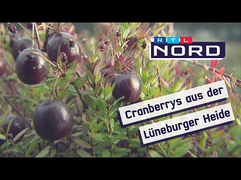 Video: Cranberry-Pflanzen anbauen: Wie werden Cranberries im Garten angebaut?
