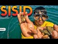 P1 - SISID