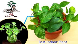 Best indoor plant for air purification | Amazing ways to grow money plants