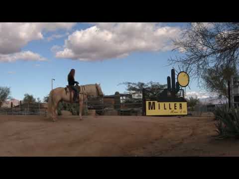 Sunrel - Missouri Fox Trotter -Trail Horse