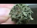 Nug Porn (Better Close up) Blue dream x Og .Weed Smokers only