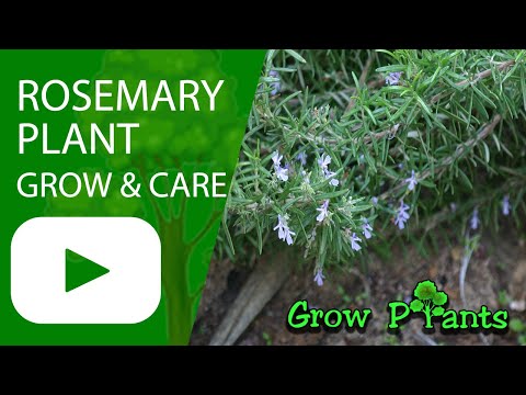 Rosemary plant - grow, care & eat (Salvia rosmarinus)