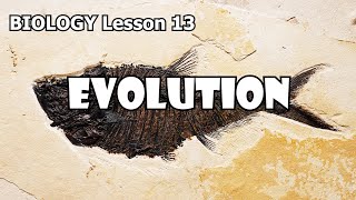 Biology Lesson 13 - Evolution