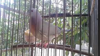 Suara burung Joan atau Punai pohon