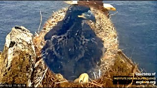 EXPLORE.org Two Harbors Nest: Busy Cholyn, Busy Buddy and Busy Waters! 15 May 2022