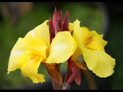 How to Divide Water Canna and Pest Control