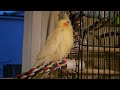 Camaro is the most beautiful Cockatiel. A rich yellow Lutino. I do not own the song