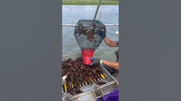 Running Crawfish traps! #crawfish #fishing #louisianacrawfish #uniquefishing