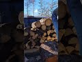 Buckin Special vs elm firewood