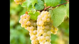 تقليم العنب بالتربية العرائشية Grapes Pruning