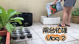 ［新手種植］Vlog·2整理整理自己的花園陽台，換盆栽、購土、無花果成熟…